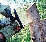 Best Tree Risk Assessment  in Mcguire Af, NJ