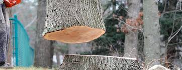 How Our Tree Care Process Works  in  Mcguire Af, NJ