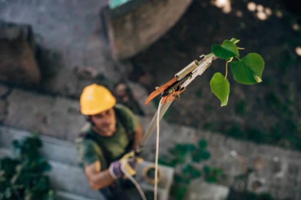 Best Tree Disease Treatment  in Mcguire Af, NJ