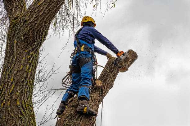 Best Fruit Tree Pruning  in Mcguire Af, NJ