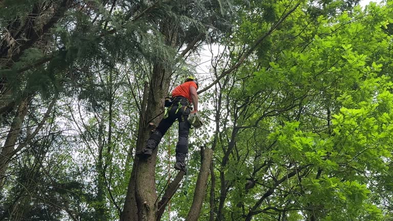 Best Hazardous Tree Removal  in Mcguire Af, NJ