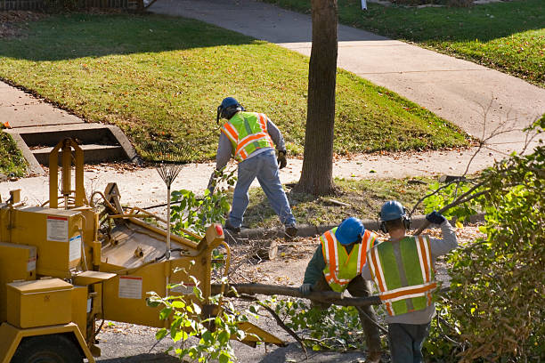 Best Storm Damage Tree Cleanup  in Mcguire Af, NJ