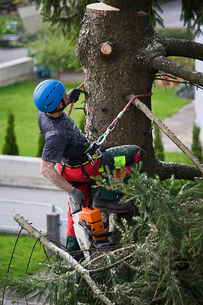 Best Tree Trimming and Pruning  in Mcguire Af, NJ