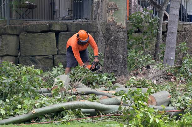 Best Tree Preservation Services  in Mcguire Af, NJ
