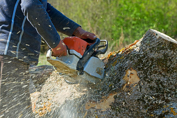 Best Tree Mulching  in Mcguire Af, NJ
